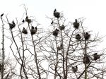 kolonia kormoranów